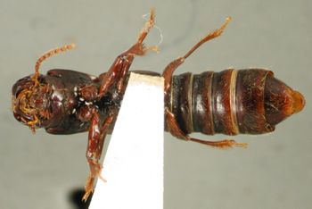 Media type: image;   Entomology 20240 Aspect: habitus ventral view
